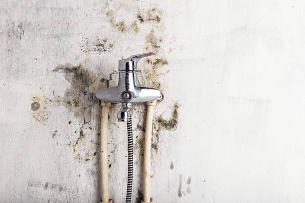 Best Same-Day Mold Removal  in Elberton, GA
