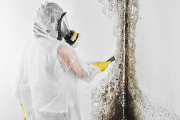 Mold Testing and Removal in Elberton, GA