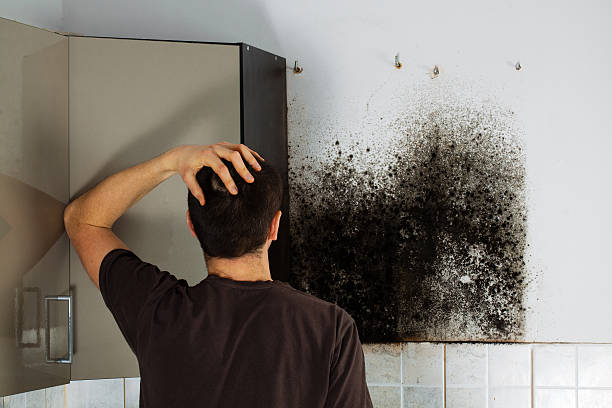 Best Mold Testing and Removal  in Elberton, GA