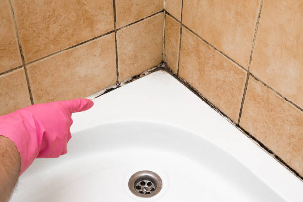 Best Mold Damage Repair  in Elberton, GA
