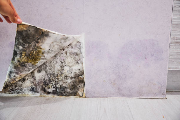 Best Mold Removal Company Near Me  in Elberton, GA